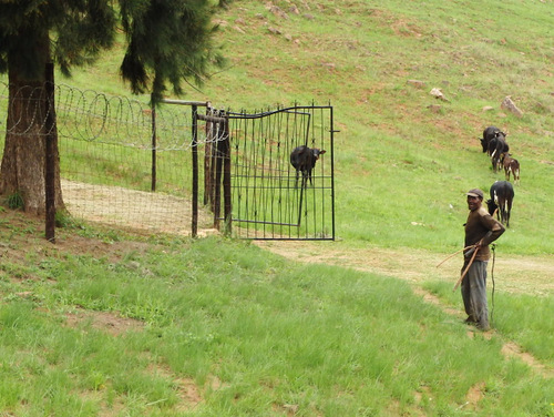 A cattleman is escorting his cows up the hillside.